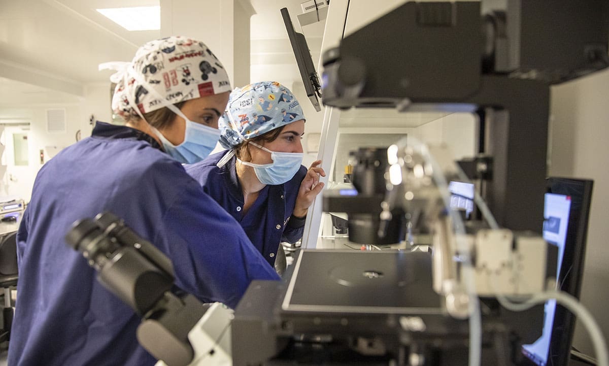 partes y composición del embrión